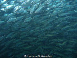 Sardines wall by Hansruedi Wuersten 